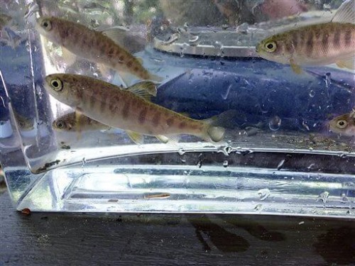In this June 3, 2015 photo provided by the California Dept. of Fish and Wildlife, juvenile coho salmon, or fry, rescued from Green Valley Creek, a tributary of the Russian River, wait in a container to be relocated to suitable habitat in Santa Rosa, Calif. State water regulators want vineyards in Northern California’s Wine Country to start reporting how much groundwater they are pumping up, saying excessive withdrawals to irrigate grapes are draining creeks that host an endangered population of coho salmon. (Eric Larson/California Dept. of Fish and Wildlife via AP)