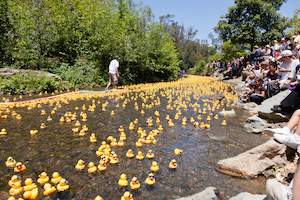 silicon_valley_duck_race_3-30-14-1 The 4th Annual Silicon Valley Rubber Duck Race in Vasona Lake Park on June 12, 2011, in Los Gatos, California.  